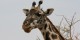 Tanzanie - 2010-09 - 184 - Serengeti - Girafe